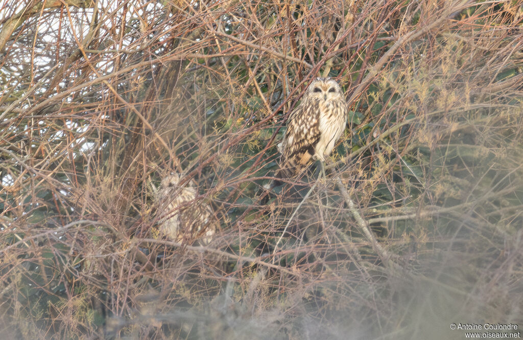 Hibou des maraisadulte
