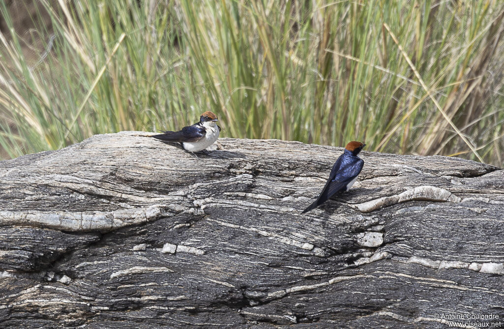 Hirondelle à longs brinsadulte