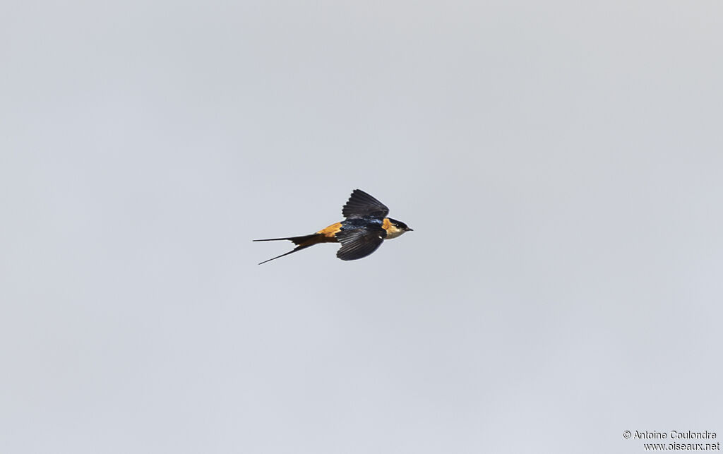 Red-breasted Swallowadult, Flight