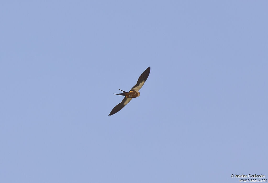 Hirondelle à ventre rouxadulte, Vol
