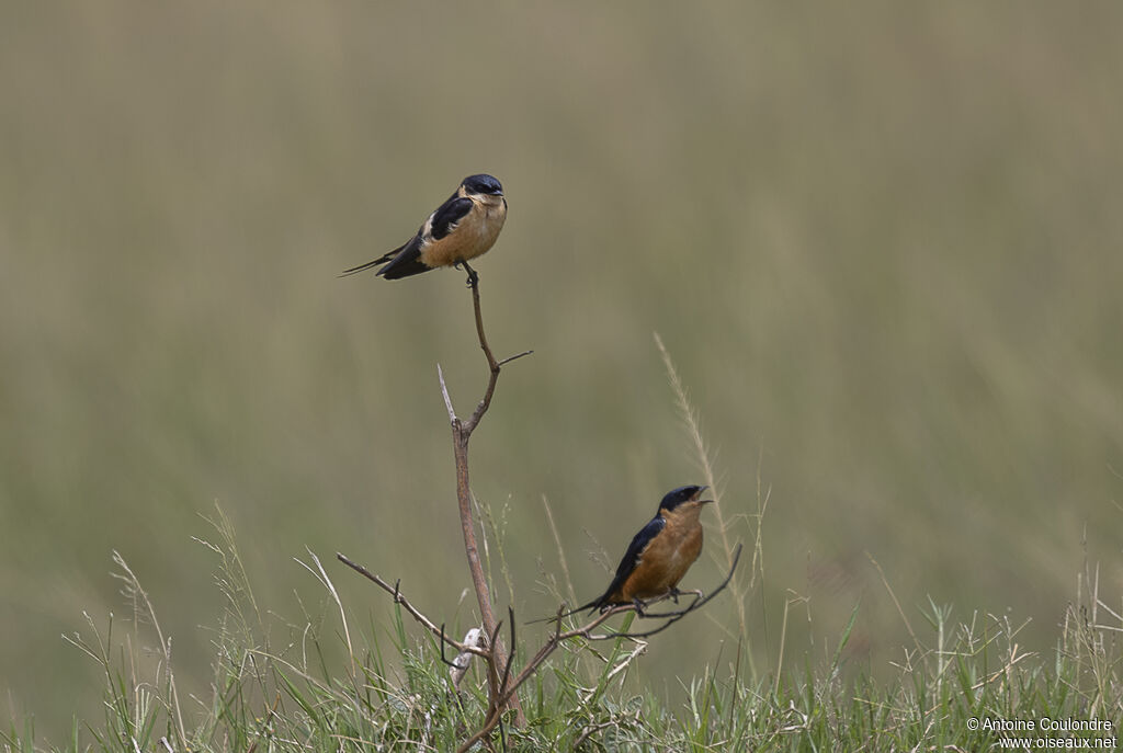Hirondelle à ventre rouxadulte