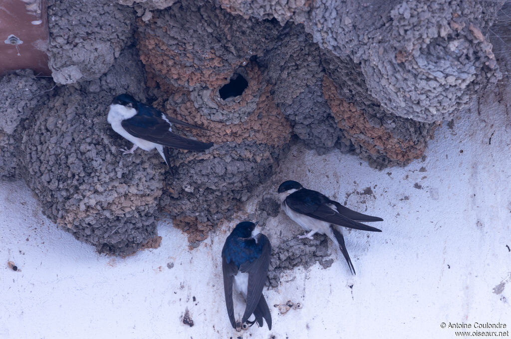 Western House Martinadult, Reproduction-nesting