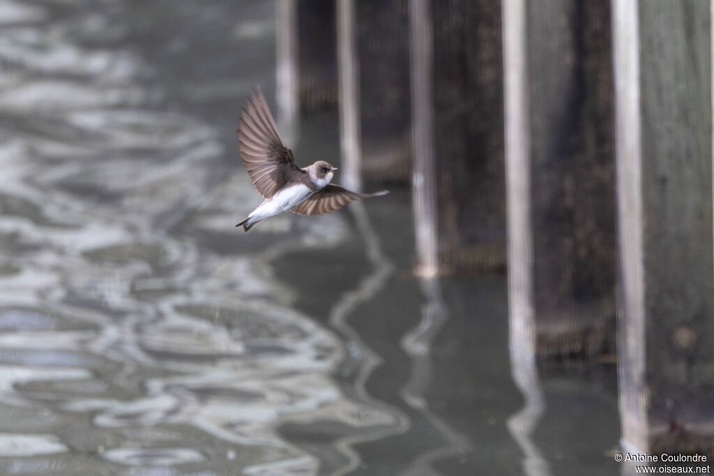 Sand Martinadult, Reproduction-nesting