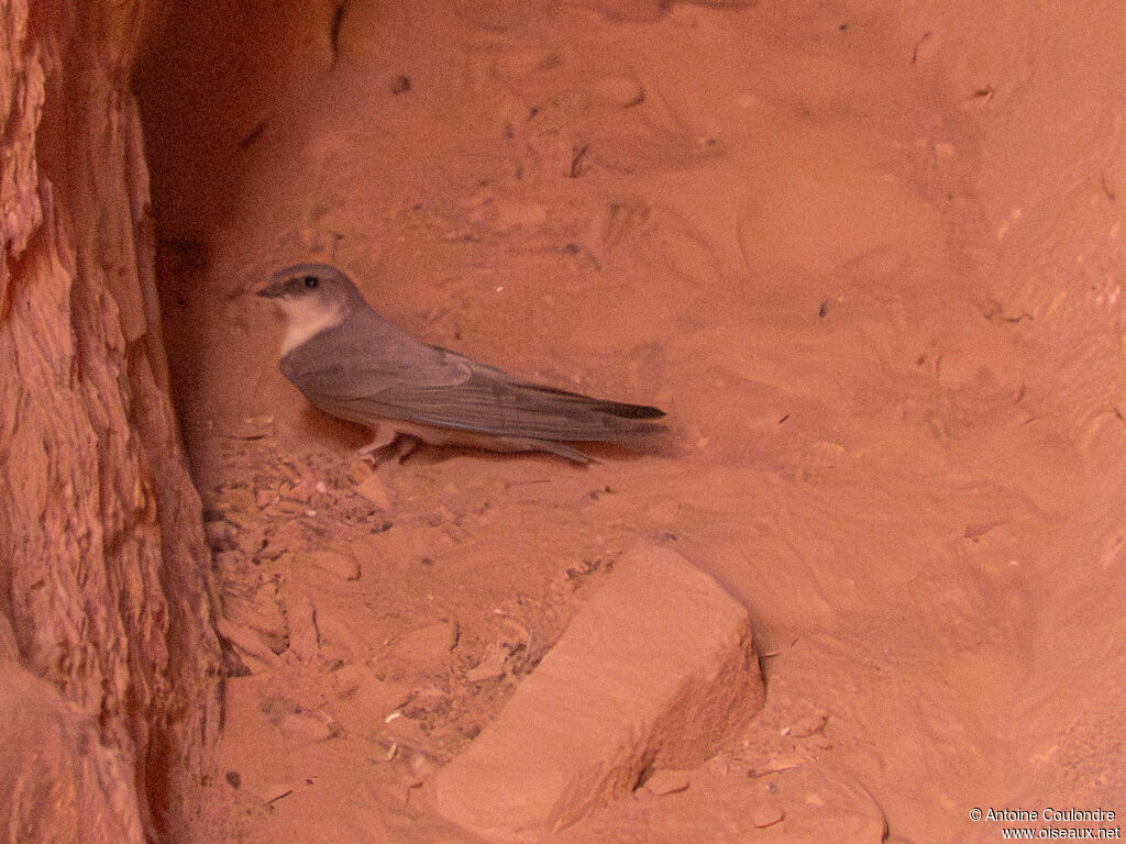Pale Crag Martinadult