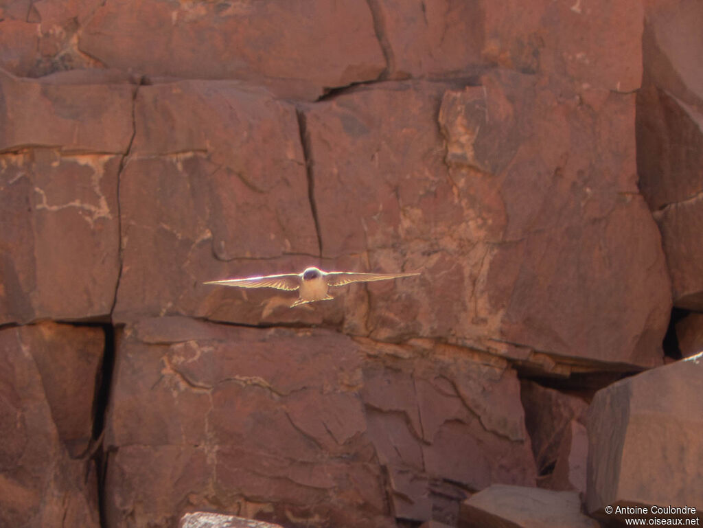 Pale Crag Martinadult, Flight
