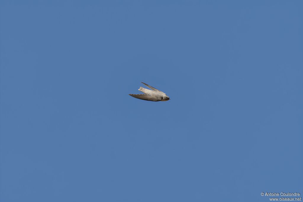 Pale Crag Martin