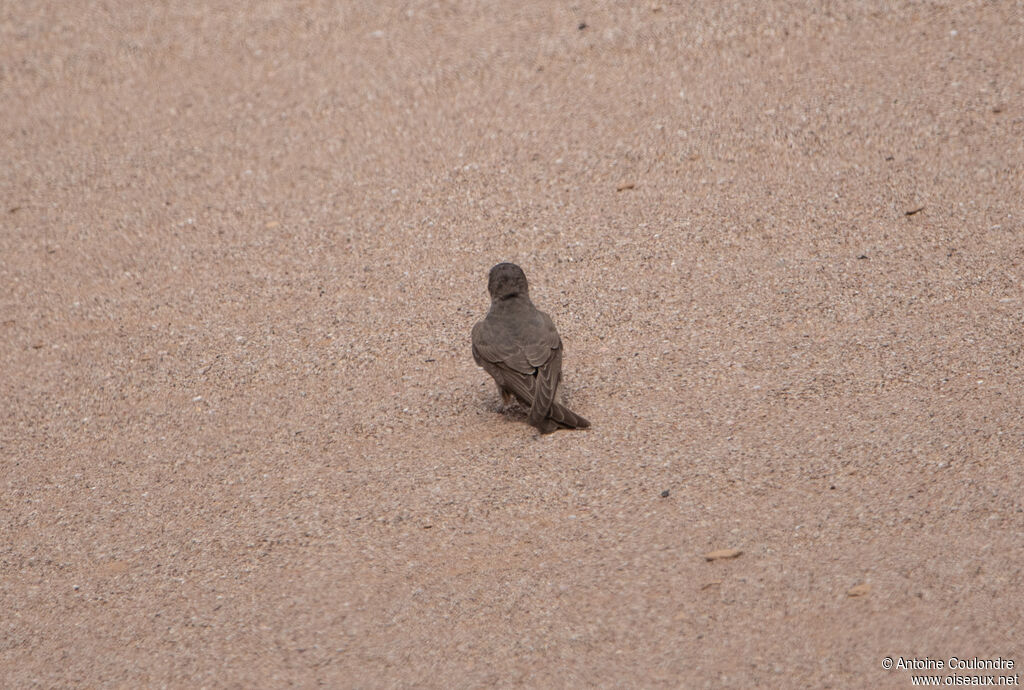 Large Rock Martinadult