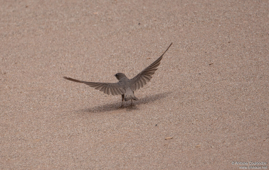 Large Rock Martinadult