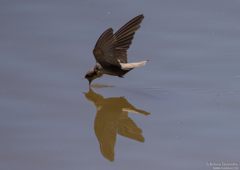 Large Rock Martinadult, Flight, drinks
