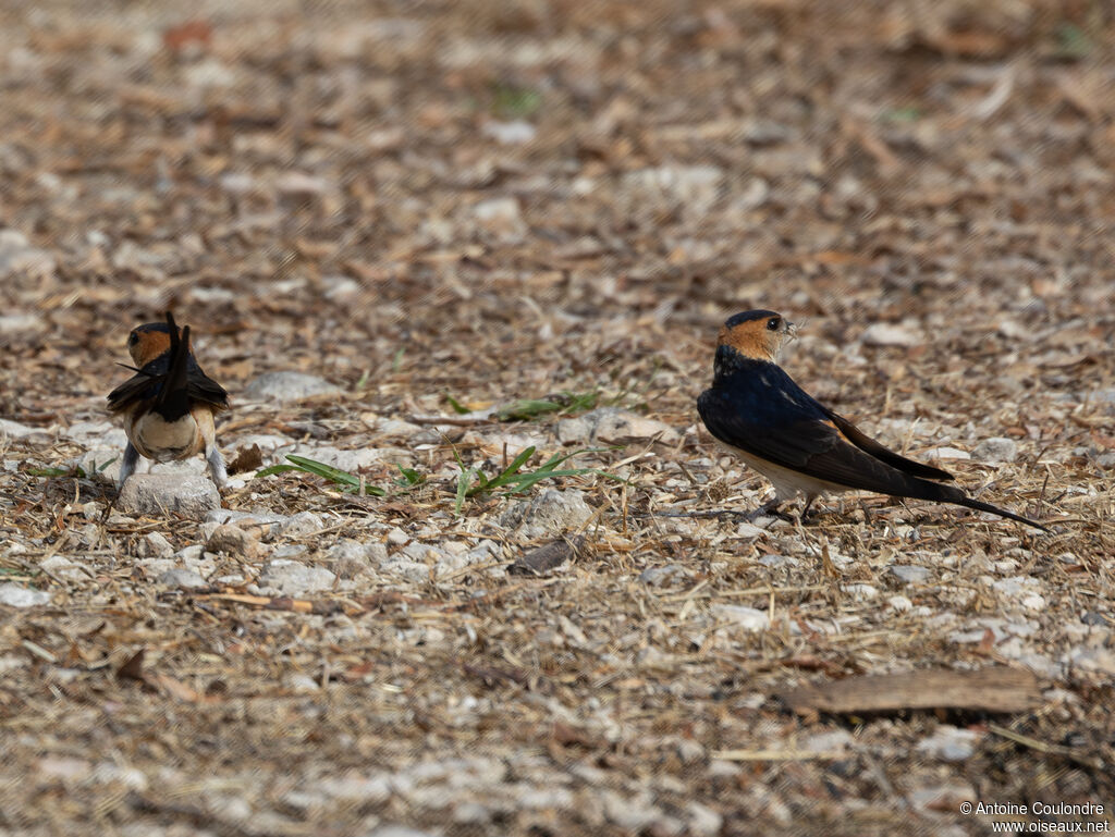 European Red-rumped Swallowadult
