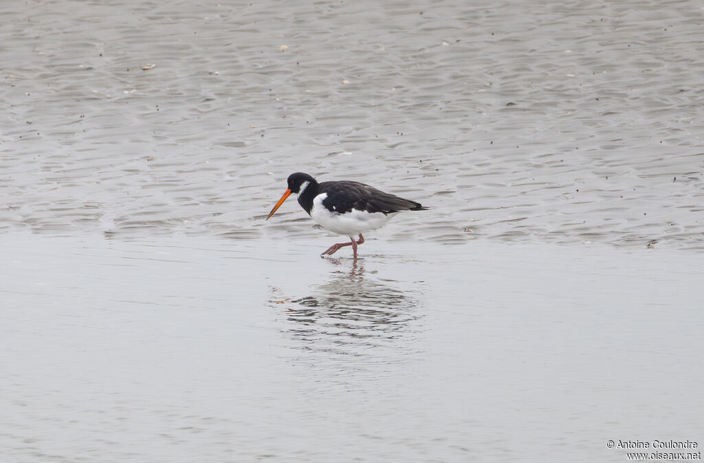 Eurasian Oystercatcheradult post breeding, eats