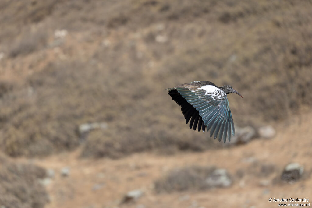 Ibis caronculéadulte, Vol