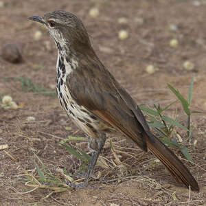 Cichladuse tachetée