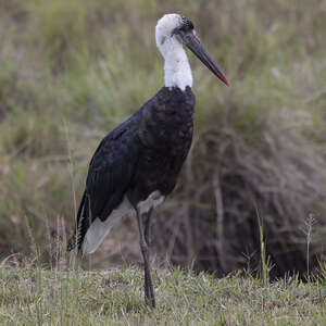 Cigogne à pattes noires