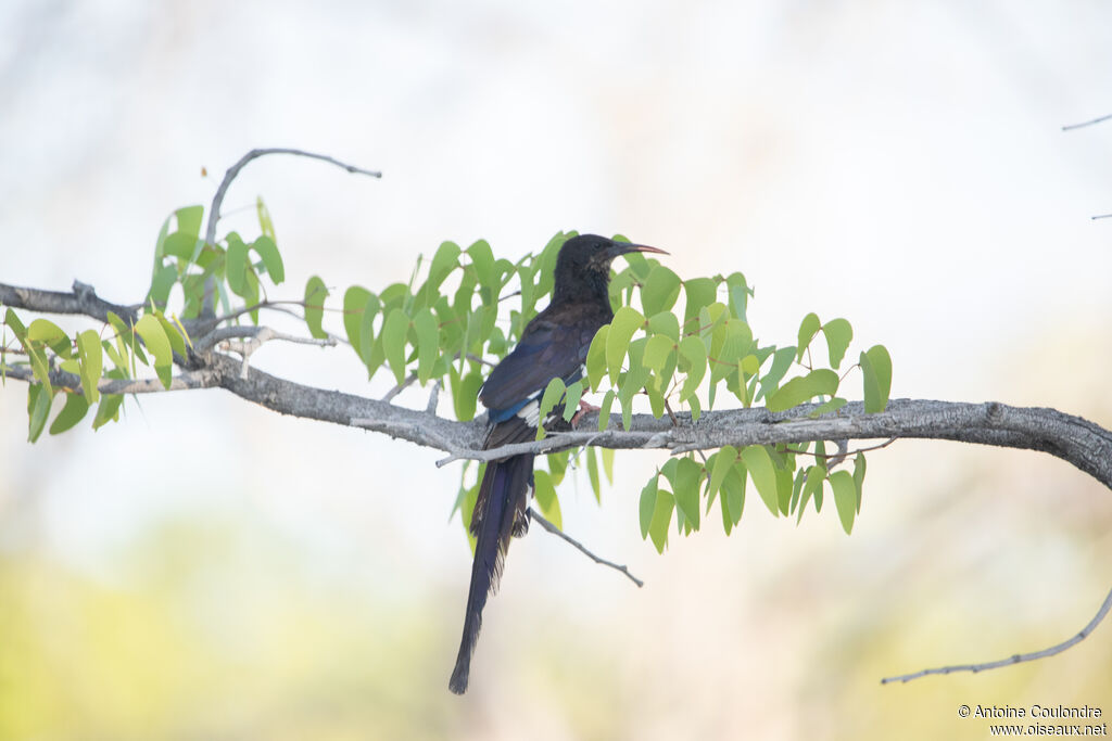 Violet Wood Hoopoe