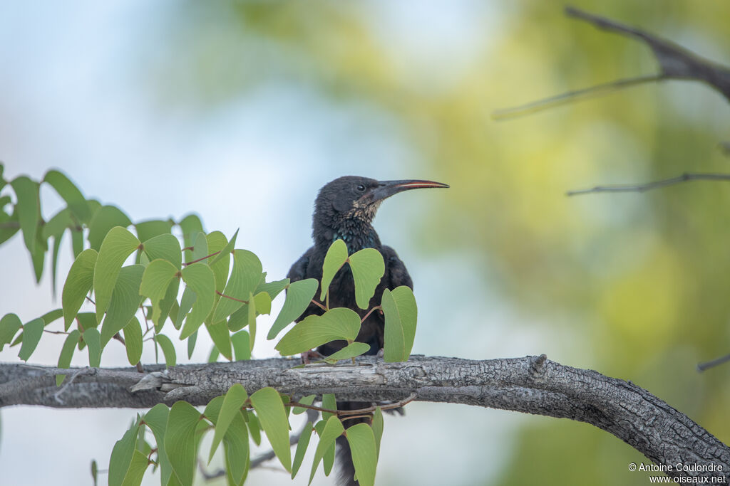 Violet Wood Hoopoe