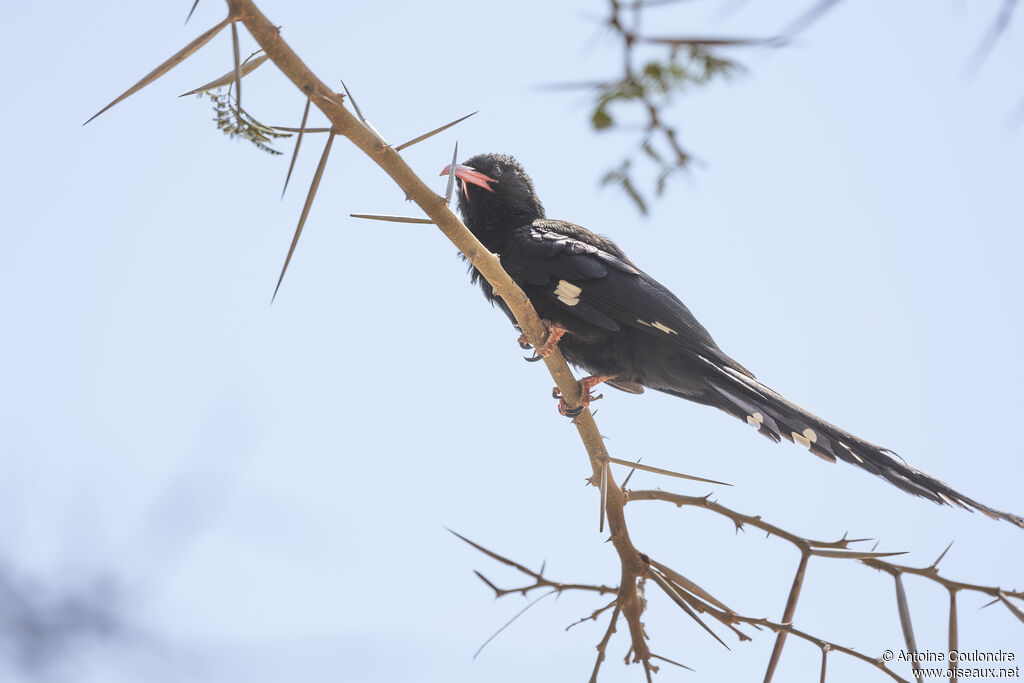 Irrisor moqueuradulte