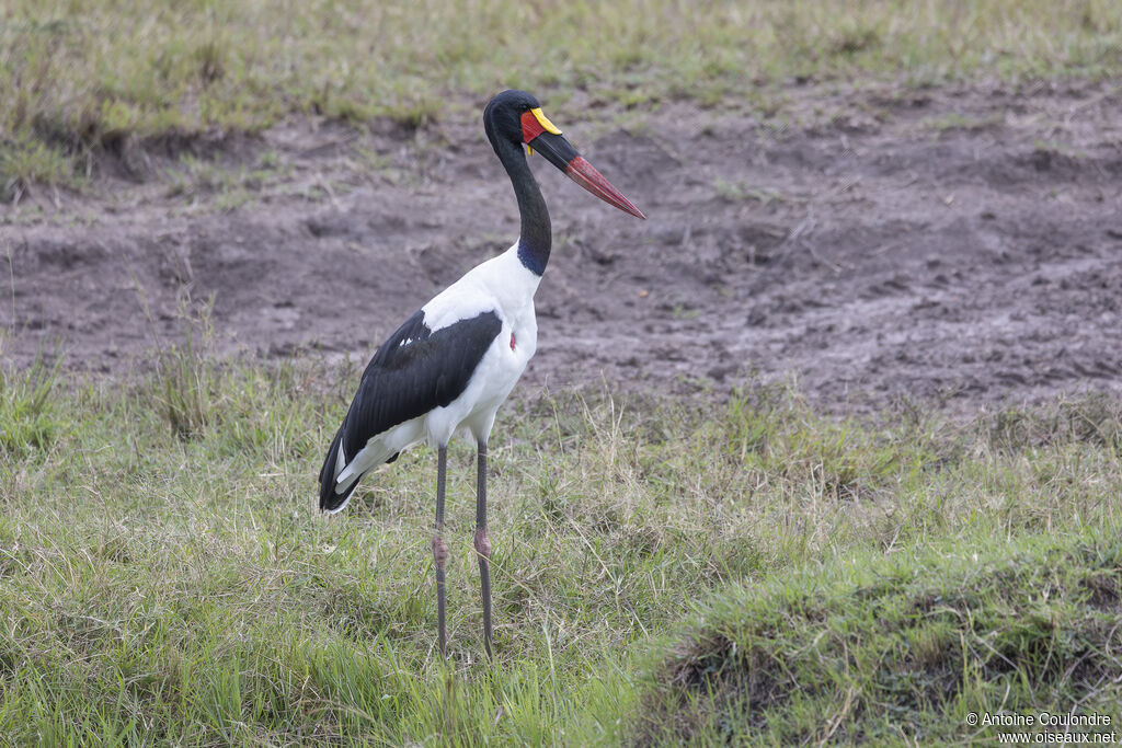 Saddle-billed Storkadult