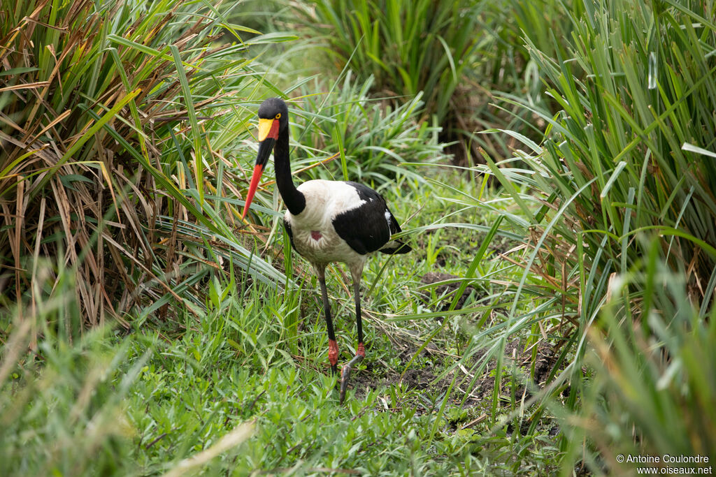 Saddle-billed Storkadult