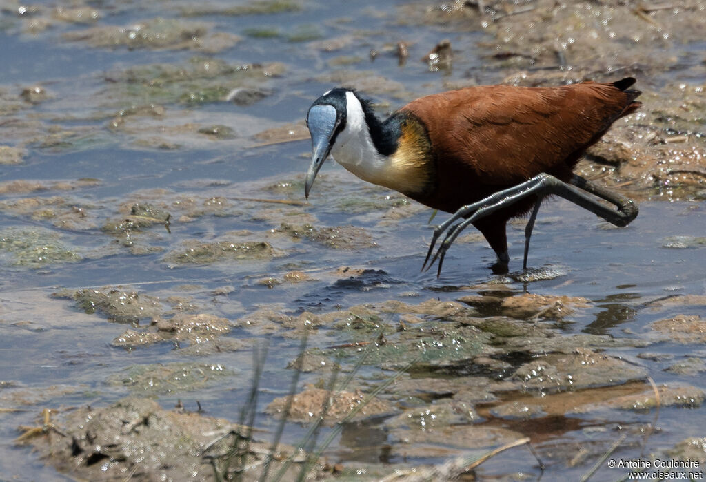 Jacana à poitrine doréeadulte