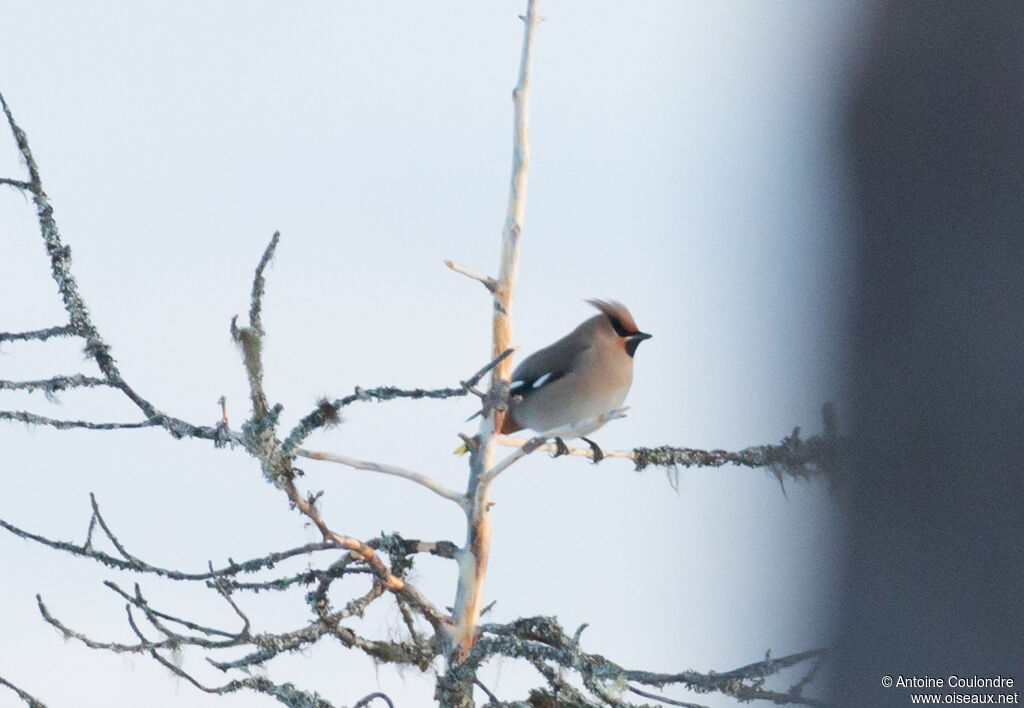Bohemian Waxwingadult