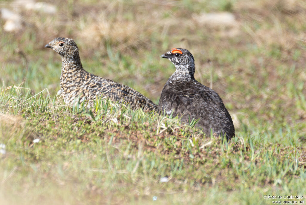 Lagopède alpinadulte nuptial, mange, parade