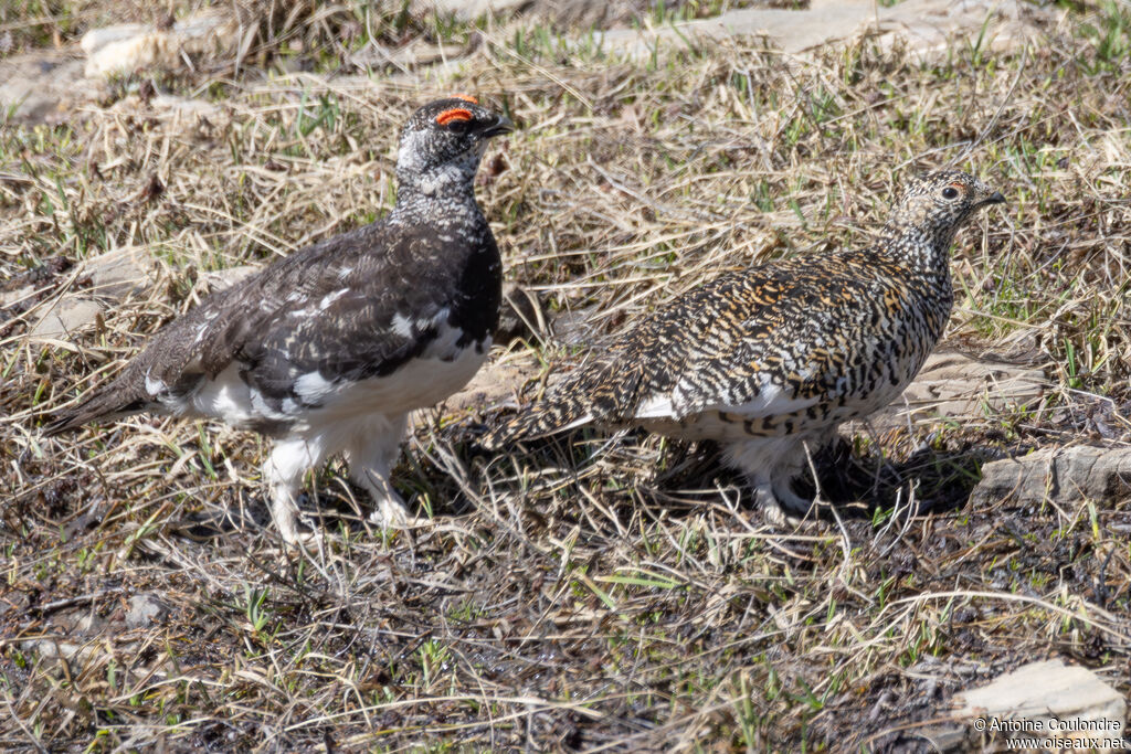 Lagopède alpinadulte nuptial, mange, parade