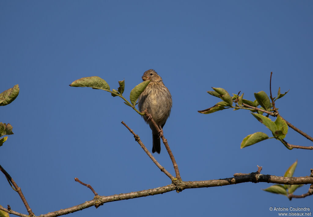 Common Linnet female adult