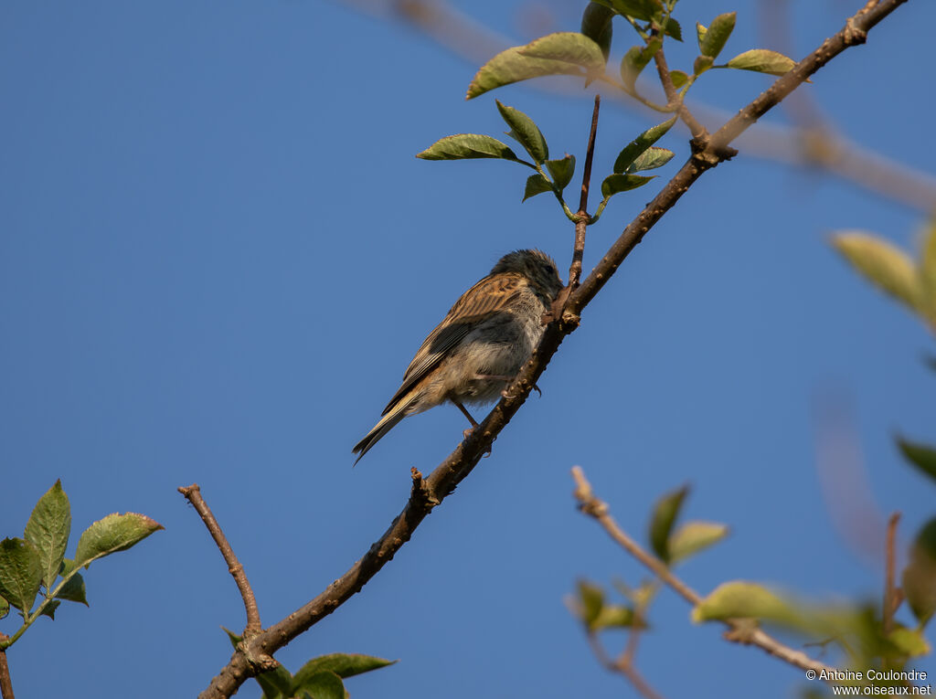 Common Linnet female adult