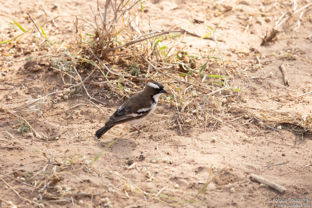 White-browed Sparrow-Weaveradult