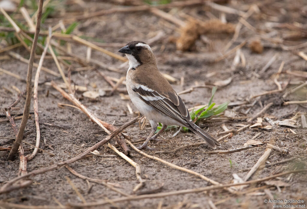White-browed Sparrow-Weaveradult