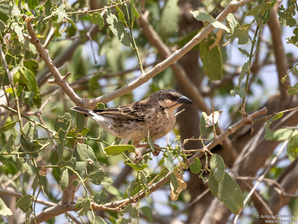 Donaldson Smith's Sparrow-Weaveradult