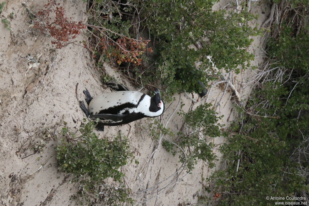 African Penguinadult