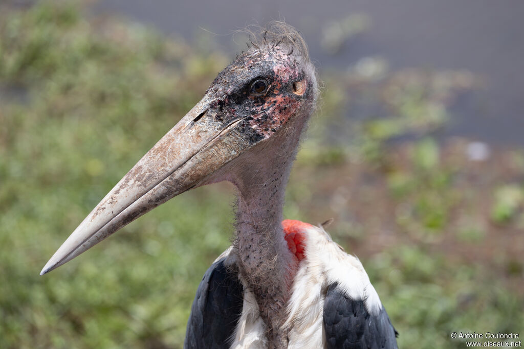 Marabou Storkadult, close-up portrait