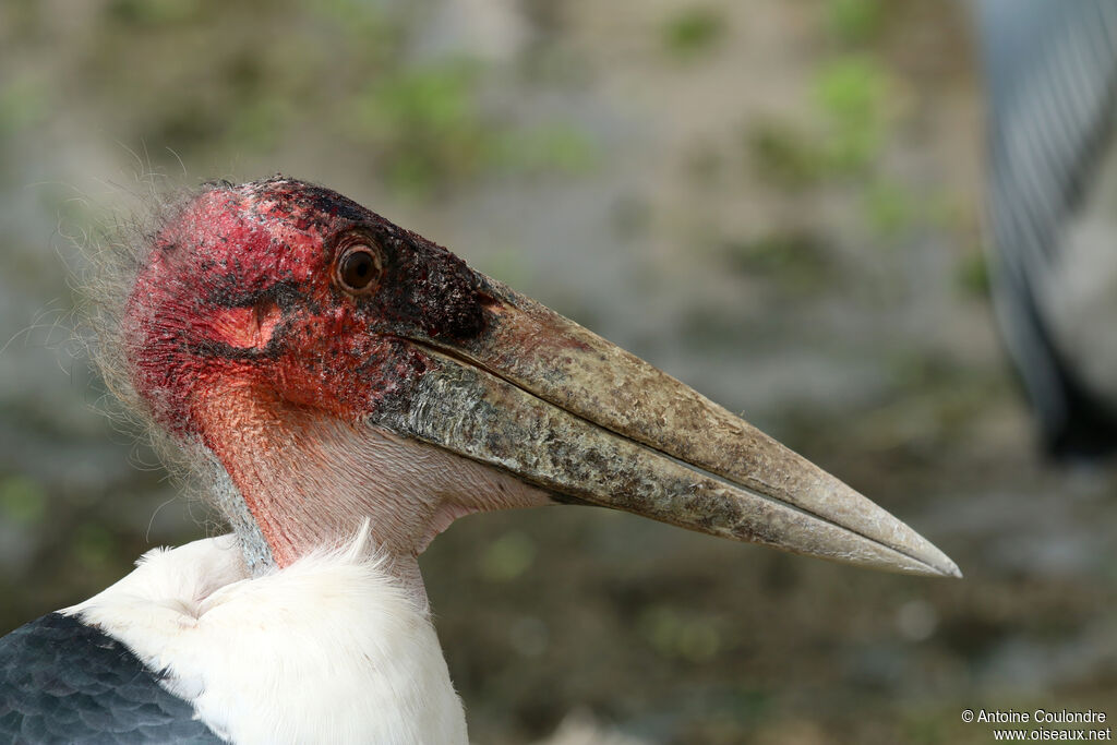 Marabou Storkadult, close-up portrait