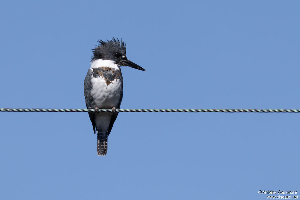 Martin-pêcheur d'Amérique mâle adulte, pêche/chasse