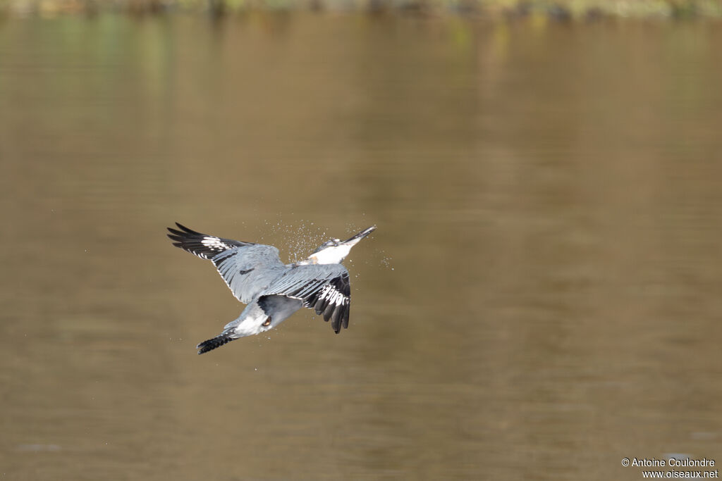Martin-pêcheur d'Amérique mâle adulte, pêche/chasse
