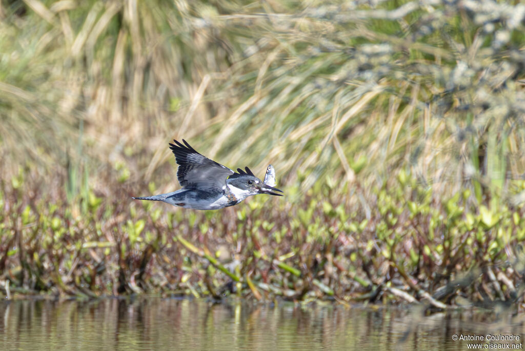 Martin-pêcheur d'Amérique mâle adulte, pêche/chasse