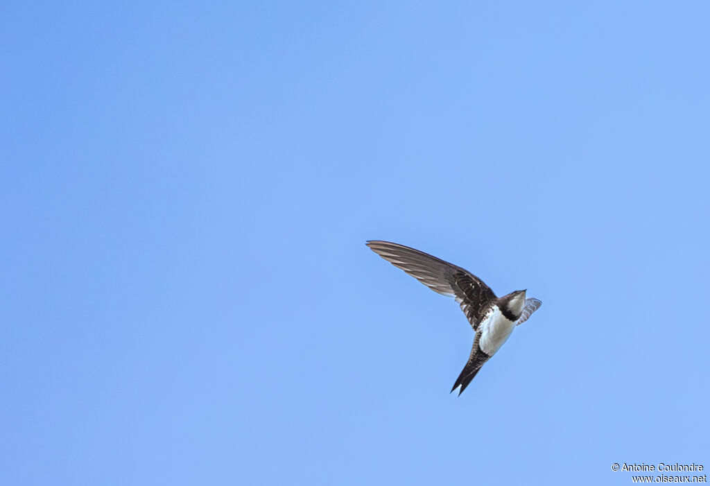 Alpine Swift