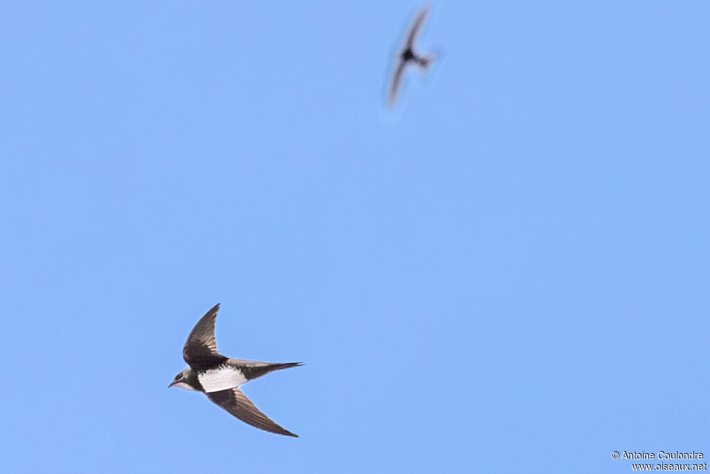 Alpine Swiftadult, Flight
