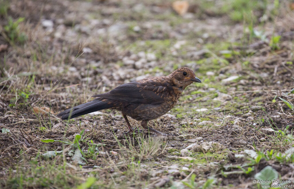Common Blackbirdjuvenile