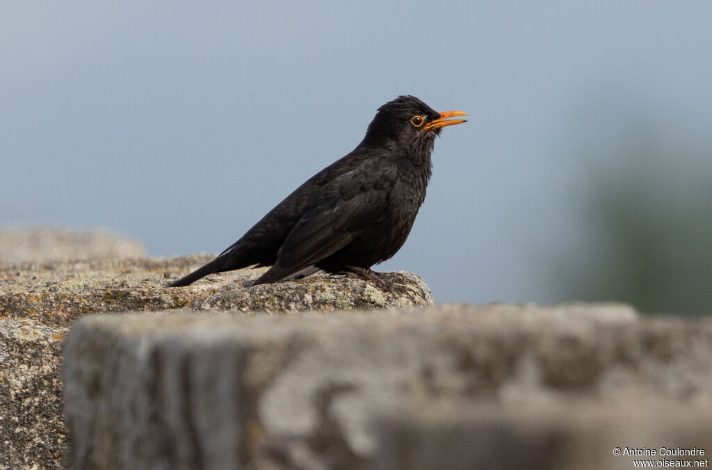 Common Blackbird male adult