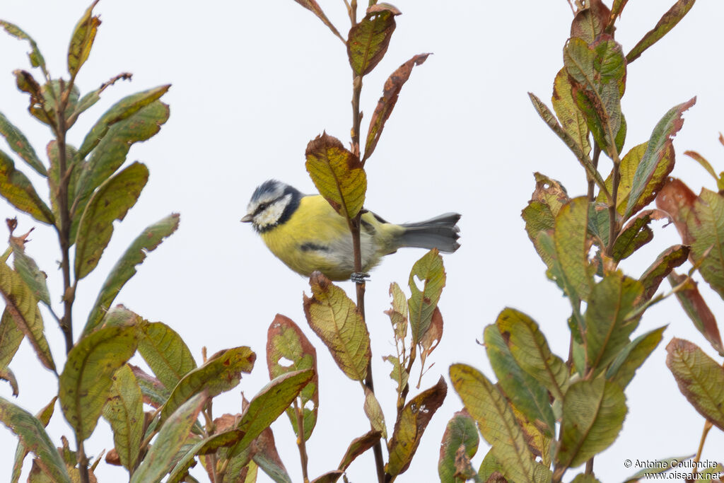 Mésange bleue