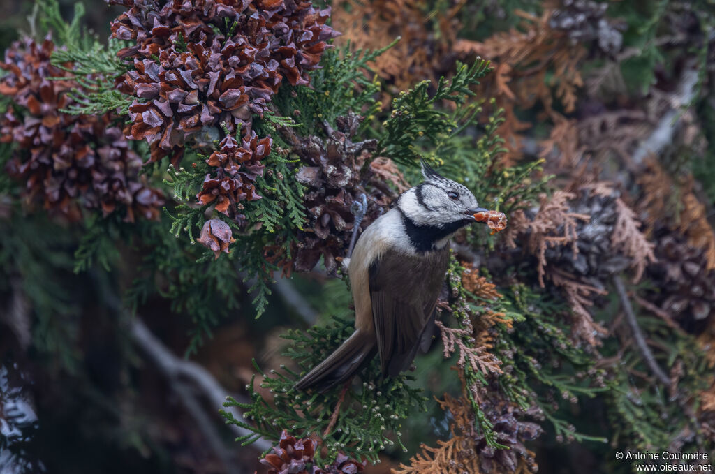 Mésange huppéeadulte, mange