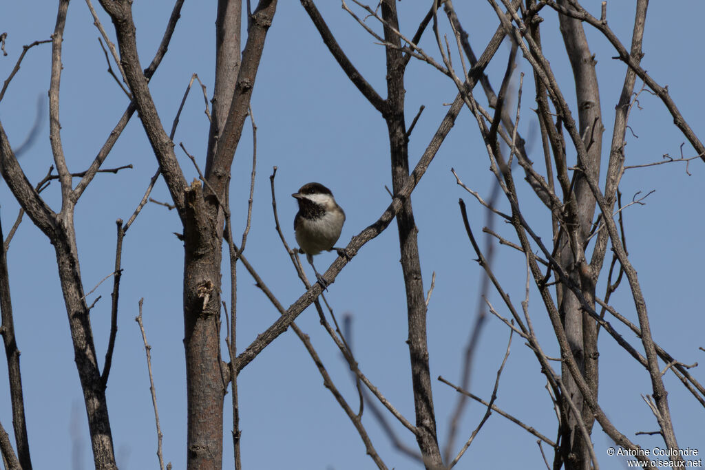 Mésange lugubreadulte