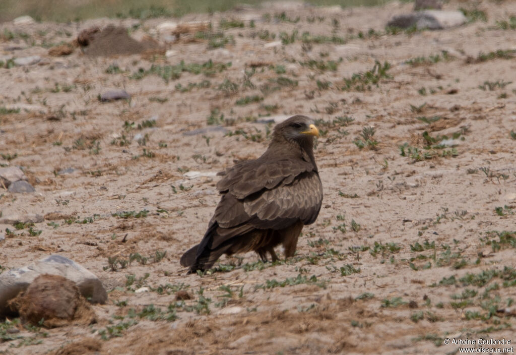 Yellow-billed Kiteadult