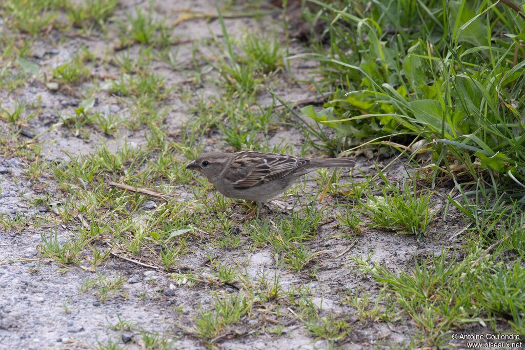 Moineau cisalpin femelle adulte