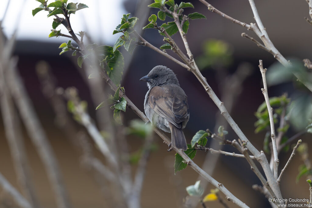 Swainson's Sparrowadult