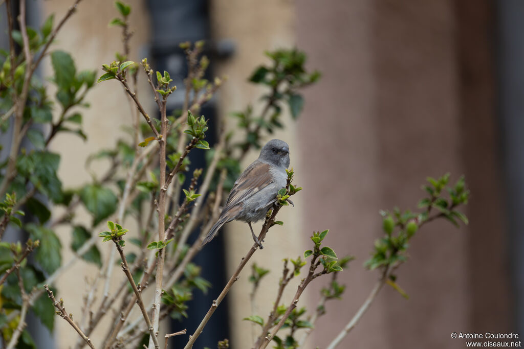 Moineau de Swainsonadulte
