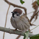 Moineau friquet
